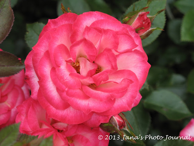 A Miniature Pink Rose