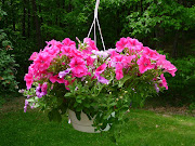 Hanging baskets of flowering plants can add a lot of color to a small garden .