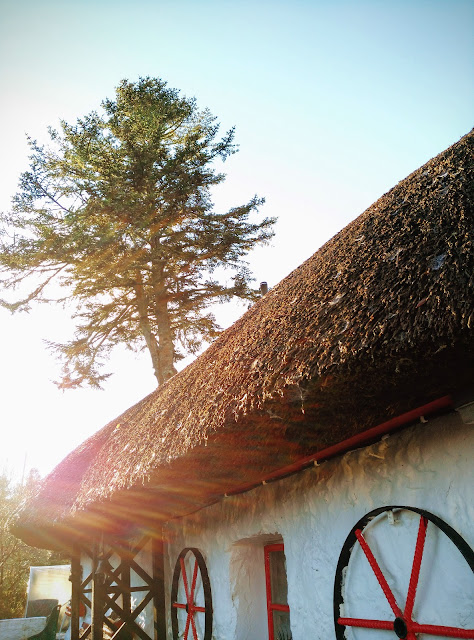 thatched house, sunlight, tree