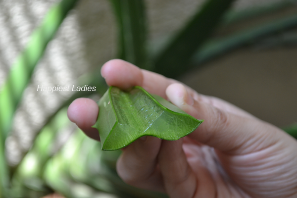 aloe-vera-slice-cut-open+aloe-vera-moisturizer