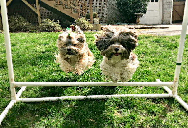 Rocco Havanese backyard agility