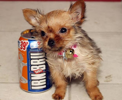 Tiny Tilly, a Chorkie, could be the smallest dog in the UK Move over Tom Tiny Tilly, a Chorkie, could be the smallest dog in the UK Move over Tom
