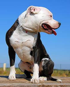 American Pit Bull Terrier Dog