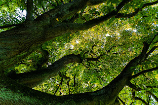 Makrofotografie Naturfotografie Hamm Olaf Kerber