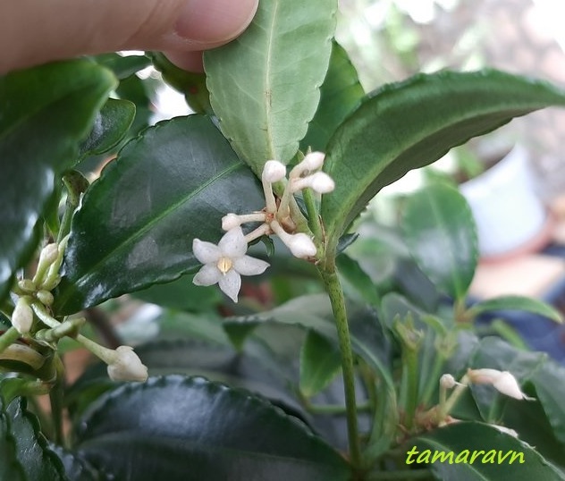 Ардизия городчатая (Ardisia crenata)