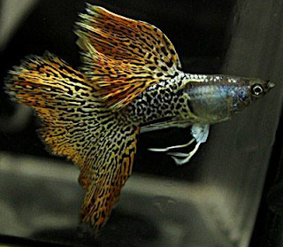 jenis ikan guppy terbaru yang biasa ada di indonesia