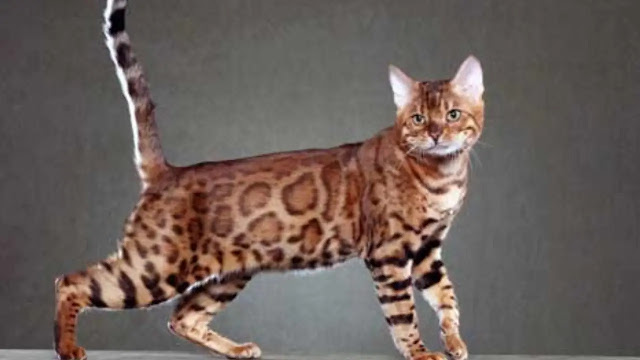 Bengal Cat and Neutered Males: