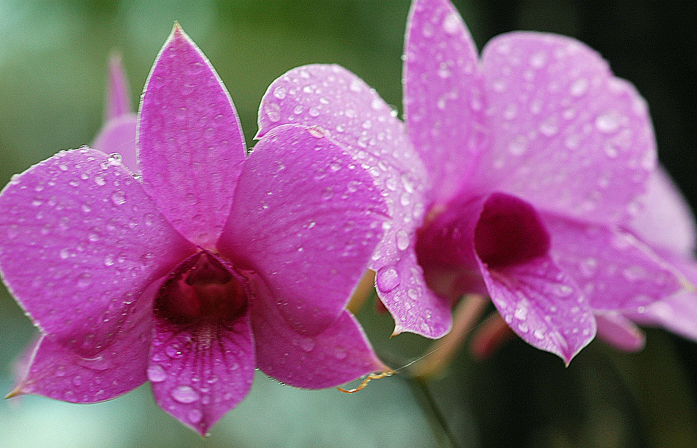 Orchid Flower