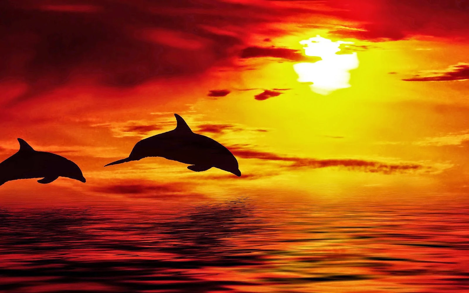 Foto dolfijnen tijdens zonsondergang