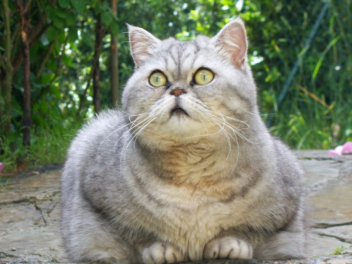 Funny Fat Cat New Photos 2012 | Funny Animals