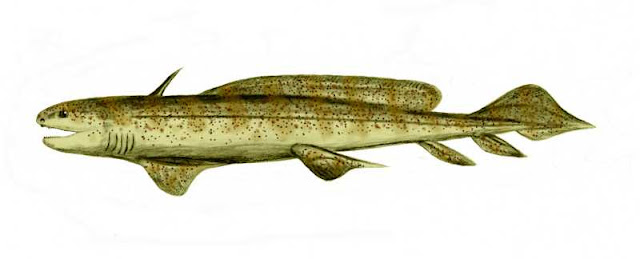 Orthacanthus restoration, ©Nobu Tamura