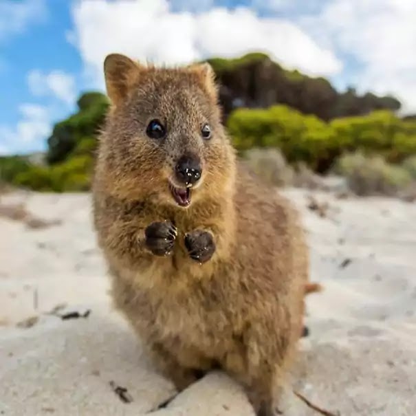 Adorable Pictures Of Quokkas, The Happiest Animals In The World