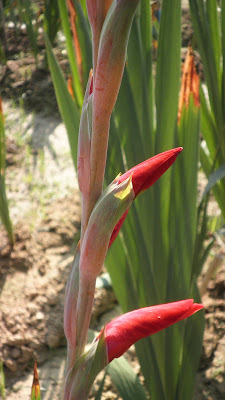 A tuberose stick