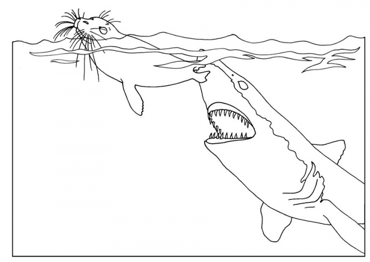 Download Animal coloring pages - Shark animal coloring sheet to ...
