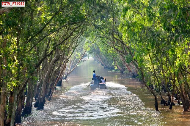 Tranh Quê Hương Việt