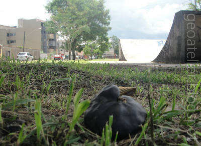 fruto da timbaúva ao chão, no parque Zumbí, Resende RJ