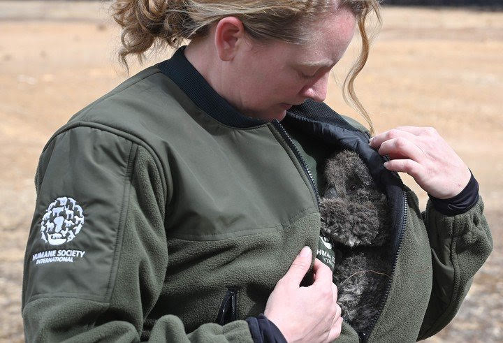 Abrieron un hospital  improvisado para salvar a los koalas de los incendios