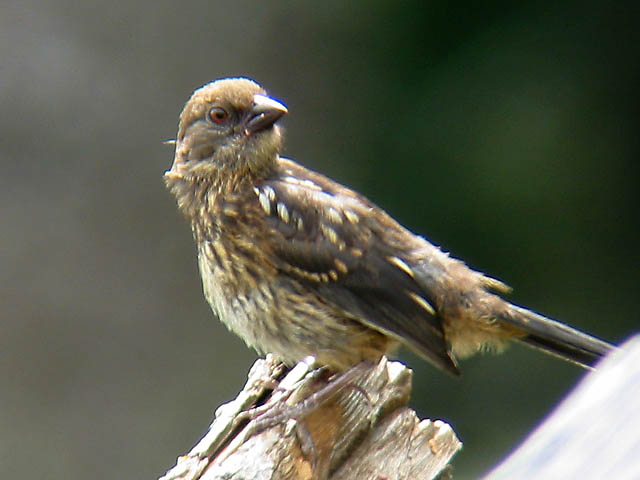 Spotted Towhee