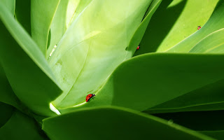 Free Download Lady Bugs On Leaf Wallpaper