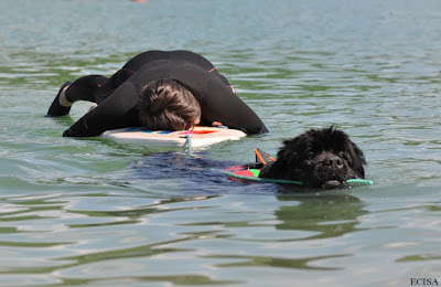 Terre-Neuve chien de sauvetage aquatique récupération d'une planche à la dérive. C'est Django la photo est prise au Lac de Vouglans dans Franche Comté par JD Amet. Les secouristes font des gestes de secours adaptés au cas par des secouristes terrestre 02