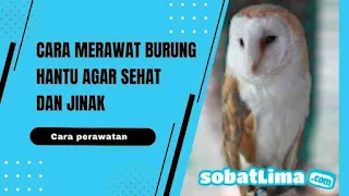 burung hantu,gambar burung hantu,makanan burung hantu,suara burung hantu,harga burung hantu,jenis burung hantu,erek erek burung hantu,lagu burung hantu,kolase burung hantu,burung hantu adalah,burung hantu anakan,burung hantu artinya