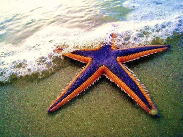 Amazing & unique starfish