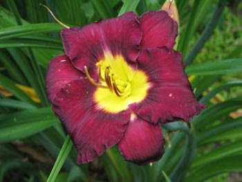 Bela Lugosi daylily top view