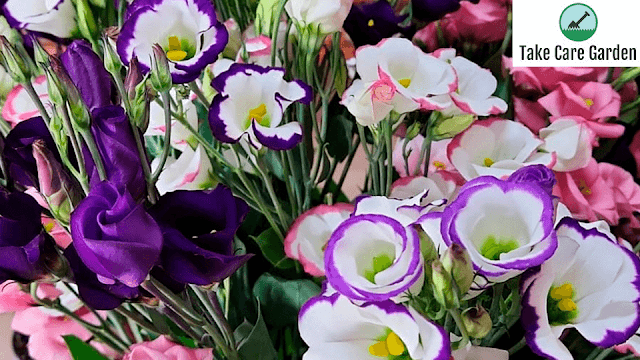 arranjo floral de flores lisianthus solo