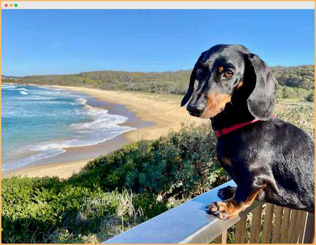 Seven Mile Beach dog in nsw