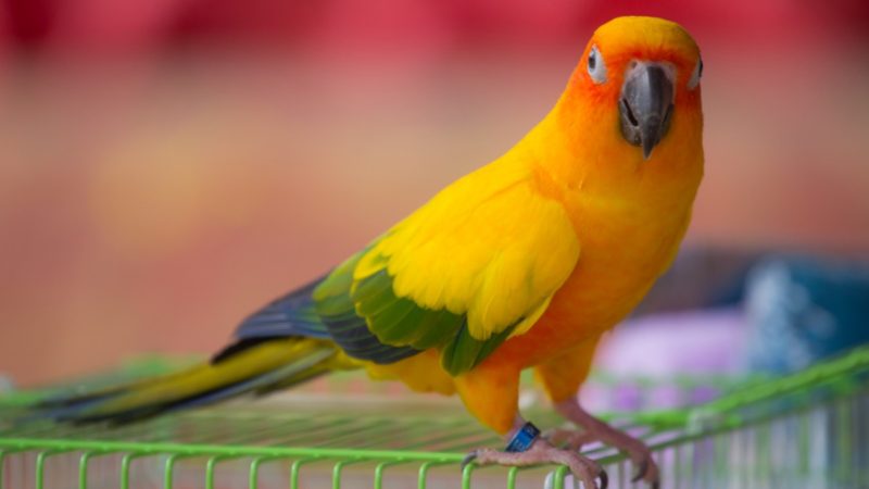 Hal Yang Harus  Dipikirkan Sebelum Membeli Burung Info 