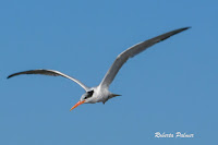 Elegant tern in flight, Moss Landing, CA - Sept. 24, 2016, photo by Roberta Palmer