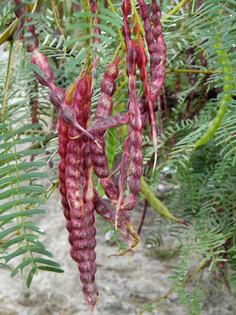 Прозопис железистый (Prosopis glandulosa, =Neltuma glandulosa)