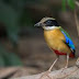 kicauan burung paok biru