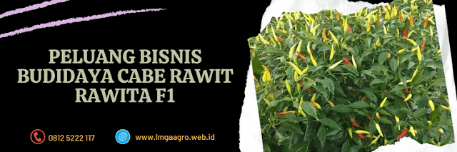 rawita f1,peluang,bisnis,budidaya,budidaya cabe rawit