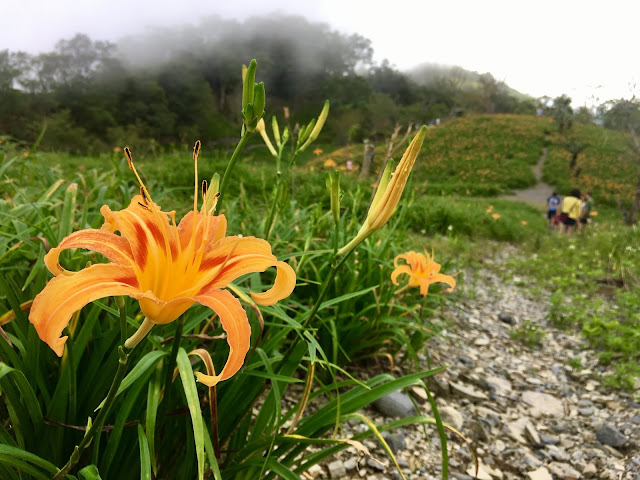 daililies blossom, jinjinshan, taimaili, taitung, taiwan