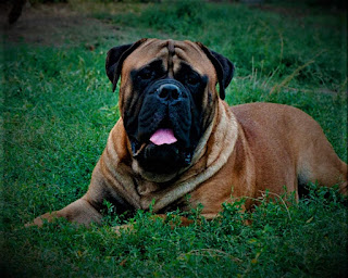 Bullmastiff history Breed of dog bullmastiff appeared as a result of experiments of breeders with breeds Mastiff and bulldog. It happened, because for the functions of hunting down and hunting people (yes, you did not hear) mastiff, in itself, was good, but it lacked aggression and dead grip. And the bulldog, despite the fact that he could very well grasp his victim, has not large enough power, and therefore it is problematic for him to stop a man on the run.  In the role of breeders was a gamekeeper in England, who needed a dog, able to catch up and stop poachers in the forest. At the same time, the dog had to combine strength, speed, courage, large size and at the same time be silent enough not to scare the victim from afar with his barking, but, on the contrary, to sneak up on it as close as possible, and then by a quick jerk to catch up and fall to the ground. Further work was done by the gamekeepers themselves, who usually followed the dog.  The main work on interbreeding began in 1860, however, until the beginning of the 20th century an independent breed of bullmastiff was not bred. In fact, everything happened in a narrow circle of connoisseurs, mastiff and bulldog crossed between each other, and the resulting dogs were called "night dog gamekeepers."  In fact, he soon changed his role in catching poachers to the role of a guard and a guard, as in this capacity he also had no equal. One kind of bullmastiff can scare off the intruder, not to mention the battle with this large and ferocious dog - an adult male can weigh up to 75, or even 80 kg. In the early stages, breeders did not care about appearance, with one exception - they needed a dark color so that the dog could not be seen at night while tracking down poachers.  However, at the beginning of the 20th century, the situation changed. In 1901, a breeder named Burton from the Thornaywood Kennel at the dog show arranged a collective bet with the audience. The prize - one pound sterling - was a considerable amount of money at that time (worker at the plant per month could receive less). The challenge was to run the distance before you were caught up and knocking you down by this new, outlandish dog. At that time, the breed was not yet widely known and was not even recognized as a breed.  The volunteer was a man who worked in security paired with a dog, that is - the experience was available, but it did not save him. He was knocked down three times, after which he was forced to give up further attempts. In 1924, the British Kennel Club recognized the breed. American Kennel Club - 1933. Moreover, the first bullmastiff registered in the ACS was a dog with a very unusual name - "Fascination of Felons Fear" ("Stunning Criminals Fear") in 1934.   Characteristics of the breed popularity                                                           08/10  training                                                                03/10  size                                                                        10/10  mind                                                                     03/10  protection                                                          06/10  Relationships with children                         07/10  Dexterity                                                             04/10     Breed information country  England  lifetime  8-10 years old  height  Males: 64-68 cm Bitches: 61-66 cm  weight  Males: 50-59 kg Suki: 45-54 kg  Longwool  Short  Color  redhead, fawn, tiger  price  500 - 5000 $    description It is a massive dog, heavy, and basically its weight - its muscle mass. The chest is voluminous, wide, slightly out forward, and the limbs are medium length, strong and muscular. The head is rounded, the muzzle with a black mask, a little flattened (bulldog genes), and the ears are folded. The tail is medium, and the hair is short. The color can be red, fawn, or tiger.     personality Breed of dogs bullmastiff - it's big, menacing with intruders, but very kind with his family, animals. They get along well in a family of all sizes, and at the same time can be faithful and devoted to another of one host. The breed has high adaptability to different living conditions, and even despite its large size, it is possible to live in a city apartment. Another question is that in a small apartment you yourself will be uncomfortable with such a large dog.  Bullmastiff has a balanced, and even calm character, but everything changes, if he feels a threat to close people - then he becomes a threat. And a serious threat. On the other hand, these dogs, despite their strength and size, do not have uncontrolled aggression, and may well neutralize the intruder and stop there, keeping him lying down until the police arrive. Accordingly, this trend is reflected in fights with other dogs.  That is, the bullmastiff will not continue the fight if he sees that the enemy has retreated, or the owner takes control of the situation. This is a beautiful watchdog, who is very vigilant, knows his territory, and will protect the owner, home, and family at the cost of his own life. There is no doubt about that.  And at the same time, the dog has amazing patience in communicating with children - sometimes the owners note that as if there are no such pranks that their pet could not suffer from a child. Moreover, they have a fairly high threshold of sensitivity, which, incidentally, requires additional attention, as it is not always clear that the dog is seriously ill or injured, because it may simply not feel it sharply enough, and does not give a mind.  The bullmastiff dog has an average energy level, and needs walks but can spend most of the day at home. By the way, if you have to be alone often - it's okay. These animals love active games, and love to spend time with their owner and loved ones. They are generally very affectionate and friendly, both for their size and specialization. Strangers may be perceived differently, depending on the situation.  If it's an intruder who made his way to your property or climbed into your apartment, that's one thing, and if it's strangers in the park or the guests who first came to your house, it's completely different. In the first case, there will be a duel, the outcome of which can be predicted. In the second, the dog will rather behave restrained, but politely and without a hint of aggression. They need early socialization to broaden their horizons and make their character more flexible. with Cats their best to be friends at an early age, at least if you plan to wind them up. I mean, cats, with a dog.     teaching The breed of bullmastiff in general is good at training. In terms of upbringing, there is a need for the character of the owner confident, consistent, have a stable psyche, and not afraid of big dogs. But bullmastiff can sometimes be so to say "on your mind", that is to show independence, and try to do everything in their own way.  This should be prevented by showing consistency and perseverance, but without losing your temper. Sometimes it's akin to playing someone who's going to overthink it - but here you have to always come out victorious, repeating the team and making it happen. You can fix it in everyday life, for example, the command to "sit" before giving the dog a tasty toy.     care The breed of dog bullmastiff has a short coat and almost does not shed. For a long time to be in the hot sun, or, on the contrary, in winter in the bitter frost outdoors, is not recommended. Always make sure that the dog's ears are clean, clean your eyes daily, and trim the claws three times a month. Buy a dog at least once a week. Because of the sensitive skin, it is recommended to often change the bedspread on the dog's sleeping area.     Common diseases The breed bullmastiff is prone to some diseases, like most other dog breeds. Among them:  hip dysplasia; elbow dysplasia; hypothyroidism; Entropion; subaortic stenosis; cystinuria - inherited; expansion of the stomach Volvulus, twisting of the stomach; torn anterior cruciate ligament; cancer, often found in bullmastiff, includes lymphosarcoma, osteosarcoma, hemangiosarcoma, and mast cells; Prostate; skin problems - bullmastiffs have sensitive skin that can be prone to rashes, sores, and irritations. They may also be prone to contact or inhalation allergies. Check your bullmastiff's skin regularly and treat the rash quickly.