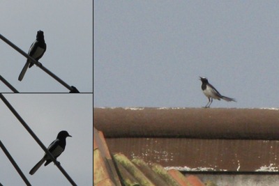 View Bird