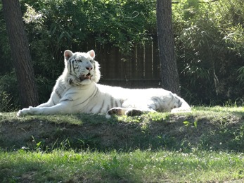 2017.06.17-062 tigre blanc