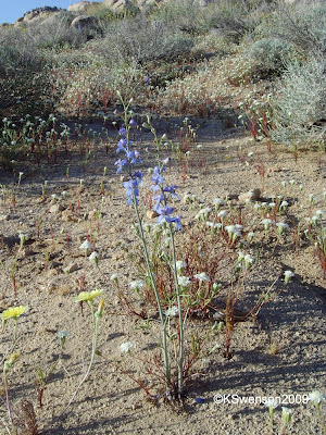 We also saw some new blue flowers that I don't remember seeing last year