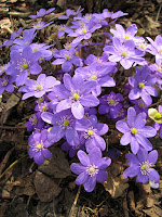 Hepatica nobilis var.nobilis