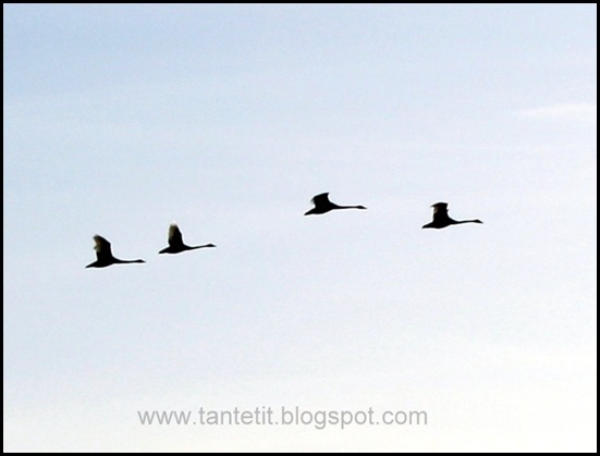 30. januar 2011 007