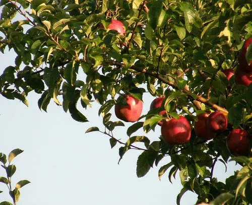 Open Thread: Low-Hanging Fruit or Golden Apple?