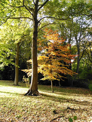 Delicate Beech in the sunlight at Wytham Woods