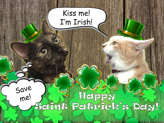 Happy St. Patrick's Day from The Cuddlywumps Cat Chronicles!