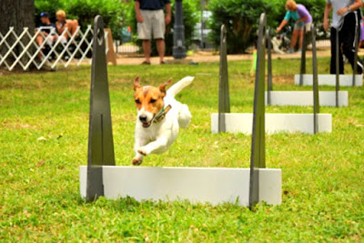 A Bark in the Park at Kempner Park in Galveston, Texas, Features Friendly Canine Competition for Dogs