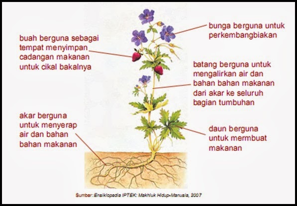  Struktur dan Fungsi Jaringan Tumbuhan Terdapat Pada Akar 