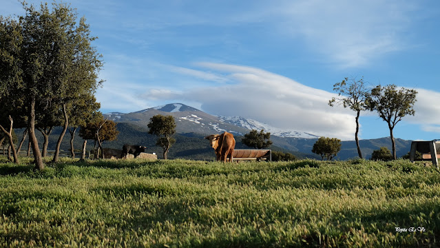 Lugros.Toros de la Peza