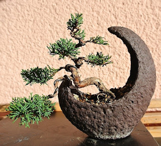 bonsai repotting and aftercare