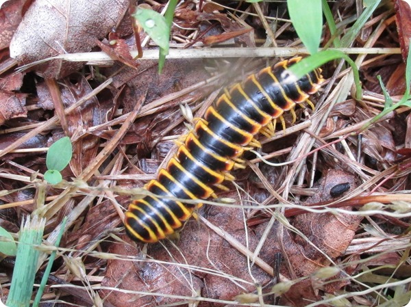 IMG_6307 Black and Yellow Millipede - Apheloria virginiensis