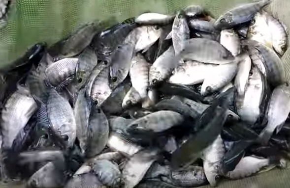 Cara Untuk Iernak ikan Yang Efektif Bagi Pemula Aaupun Bagi Yang Ingin Meningkatkan Teknik Budidaya